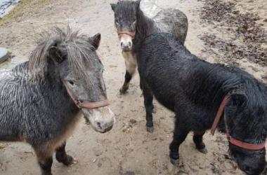 RYBACZÓWKA GOLUB-DOBRZYŃ