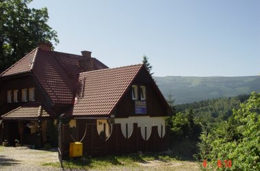 Arnica